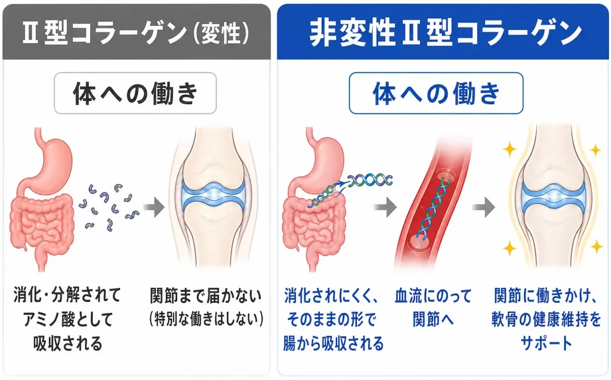非変性II型コラーゲンの比較