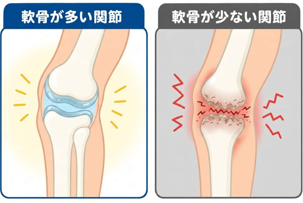 左が軟骨クッションあり、右がなし