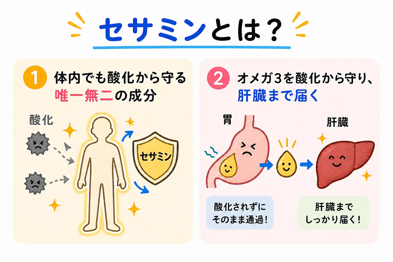 セサミンについて