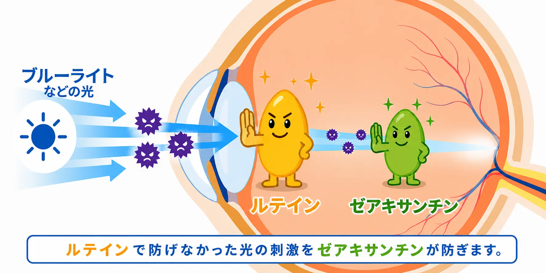 ゼアキチンサンの図解
