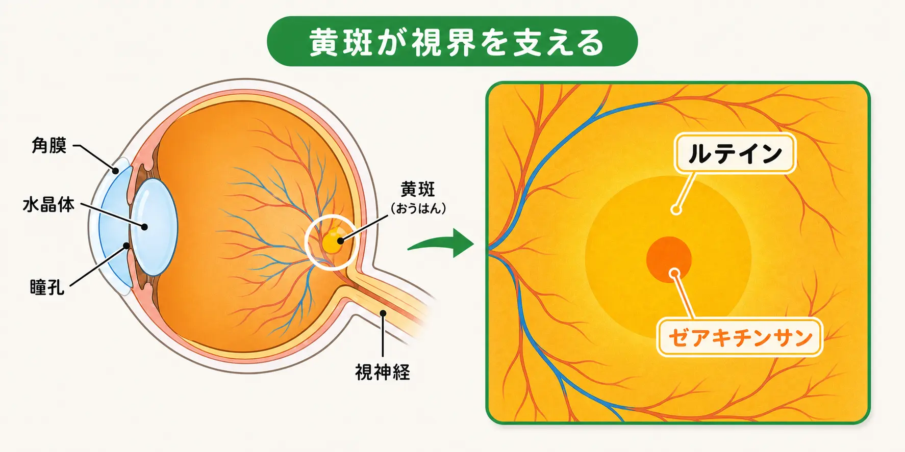 黄斑が視界を支えている