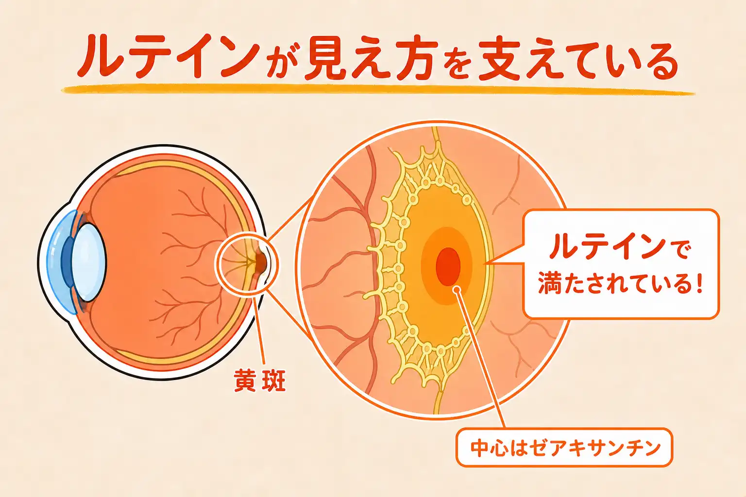 黄斑の画像